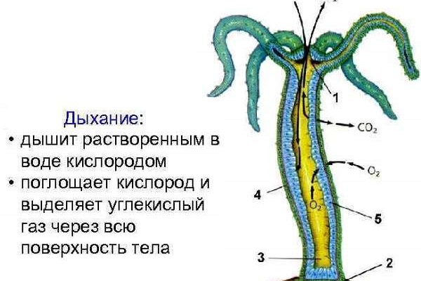 Кракен рабочее на сегодня сайт
