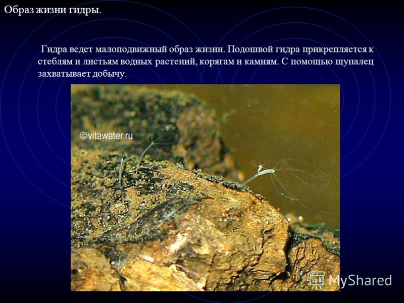 Что такое кракен тор